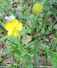 Ranunculus auricomus