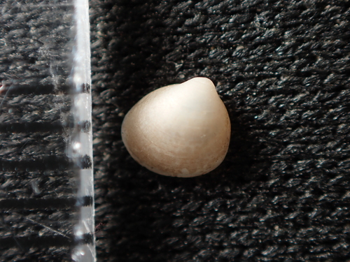 Euglesa compressa observed 2026-09-25