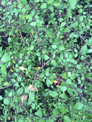 Coprosma rhamnoides