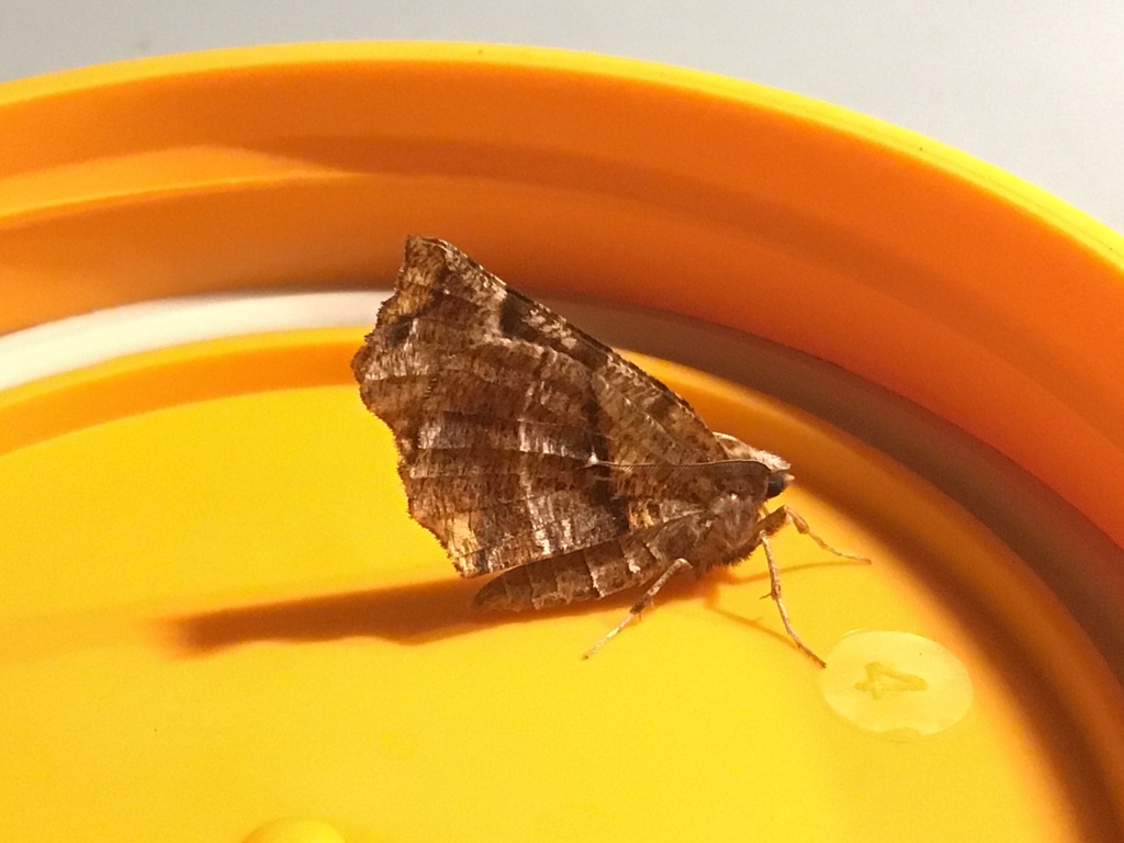 Brown-tipped Thorn