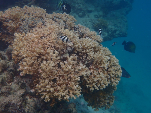 Pocillopora damicornis observed 2026-10-01