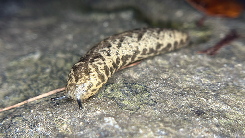 Pallifera observed 2026-10-02