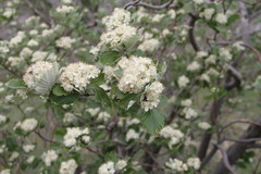 Aria umbellata