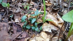 Chimaphila