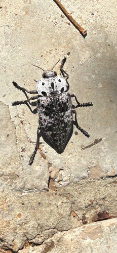 Capnodis miliaris