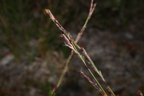 Schoenus calostachyus observed 2026-10-02