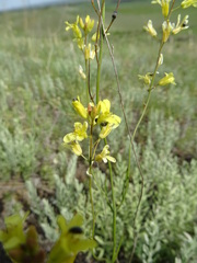 Sisymbrium polymorphum
