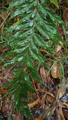 Asplenium, 2026-10-02