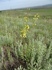 Sisymbrium polymorphum