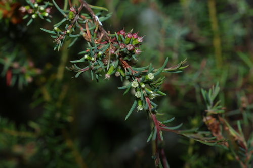 Homoranthus virgatus observed 2026-10-02