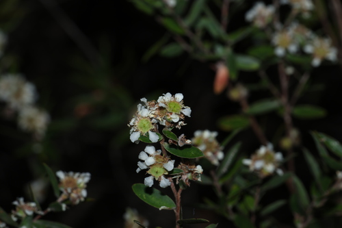 Melaleuca leucadendra observed 2026-10-02