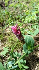 Lathyrus pisiformis