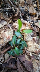 Chimaphila