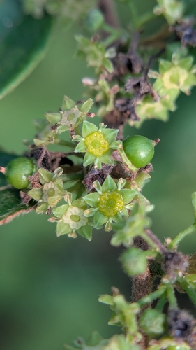 Ziziphus oenopolia observed 2026-10-03
