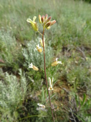 Sisymbrium polymorphum