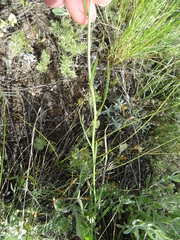 Sisymbrium polymorphum