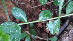 Microstachys chamaelea