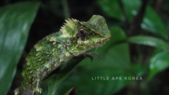 Gonocephalus kuhlii