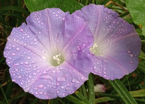 Ipomoea indica observed 2026-10-02