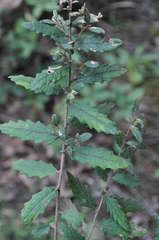Olearia stellulata