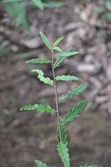 Olearia stellulata