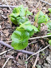 Parasenecio kamtschaticus