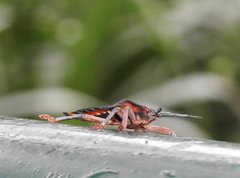 Tessaratoma papillosa