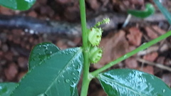 Microstachys chamaelea