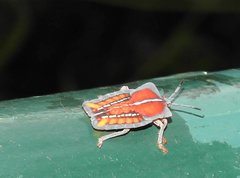 Tessaratoma papillosa