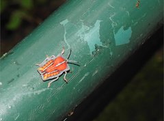 Tessaratoma papillosa