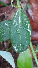 Microstachys chamaelea