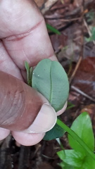 Microstachys chamaelea