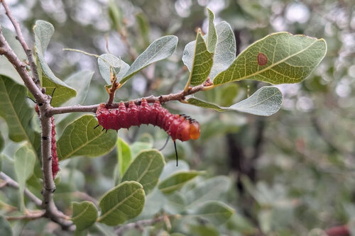 Oslar's Oakworm Moth