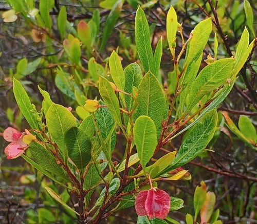 Dodonaea viscosa observed 2026-10-02