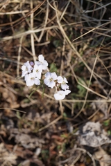 Cardamine trifida