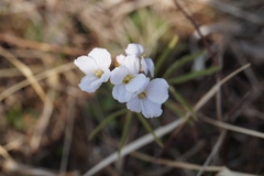 Cardamine trifida