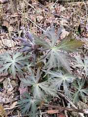 Aconitum fischeri