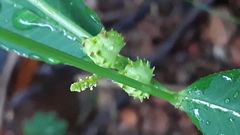 Microstachys chamaelea