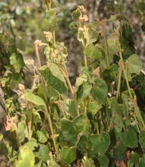 Lasiopetalum schulzenii