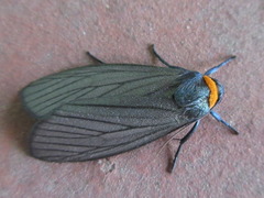 Macrobrochis staudingeri