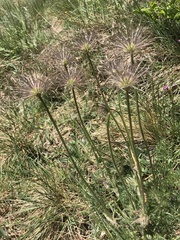 Pulsatilla vulgaris