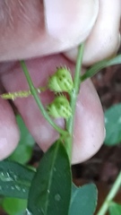 Microstachys chamaelea