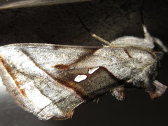 Macdunnoughia purissima