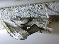 Macdunnoughia purissima
