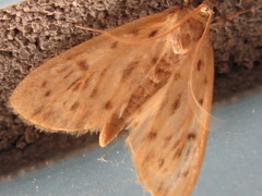 Tabidia strigiferalis