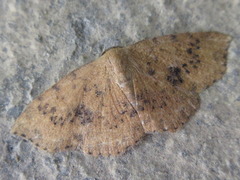Hyposada brunnea