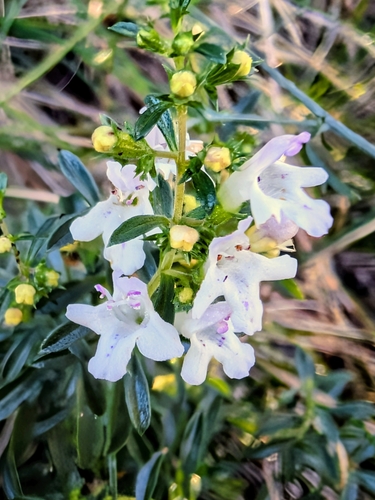 Winter Savory