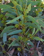 Eucalyptus diversifolia megacarpa