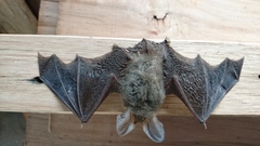 Nyctophilus geoffroyi