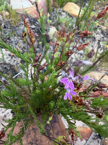 Lobelia pinifolia, 2026-10-02